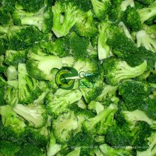 Neue Ernte IQF Broccoli-Röschen Tiefkühlgemüse